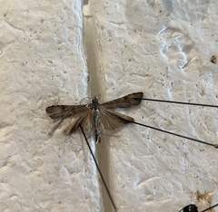 Nomophila nearctica