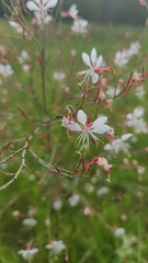 Oenothera filiformis