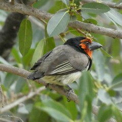 Lybius torquatus torquatus