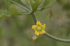 Ibervillea tenuisecta