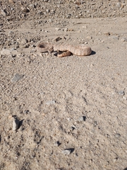 Crotalus pyrrhus