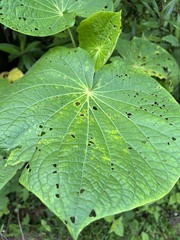 Piper umbellatum