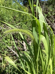 Setaria faberi