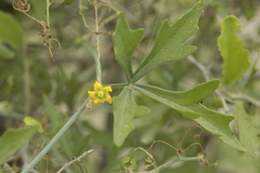 Ibervillea tenuisecta