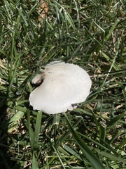 Agaricus campestris