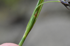 Carex macrochaeta