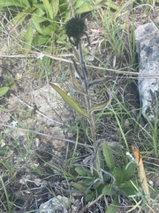 Rudbeckia missouriensis