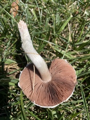 Agaricus campestris