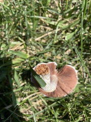 Agaricus campestris