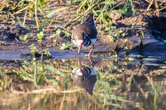 Charadrius tricollaris