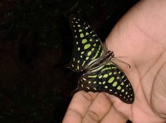 Graphium agamemnon