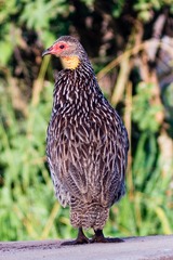 Pternistis leucoscepus