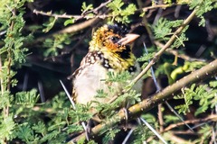 Trachyphonus darnaudii