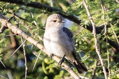 Bradornis microrhynchus