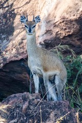 Oreotragus oreotragus