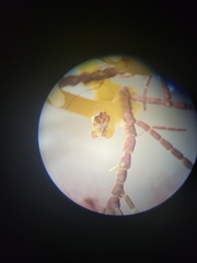 Margarites helicinus