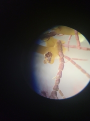 Margarites helicinus