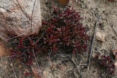 Crassula atropurpurea