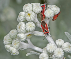 Neacoryphus bicrucis