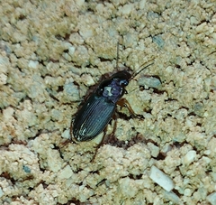 Carabidae