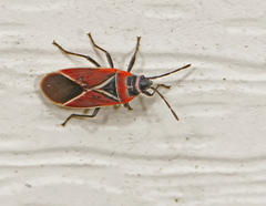 Neacoryphus bicrucis