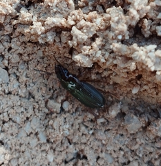 Carabidae