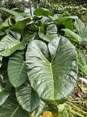 Xanthosoma