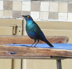 Lamprotornis chalybaeus