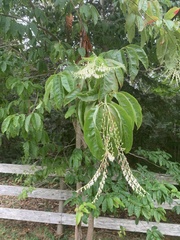 Oxydendrum