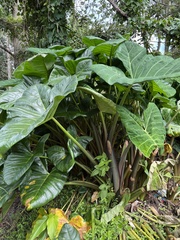 Xanthosoma