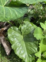 Xanthosoma