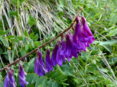 Hedysarum hedysaroides