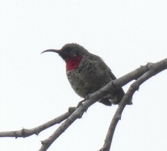 Chalcomitra senegalensis