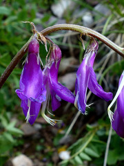 Hedysarum hedysaroides