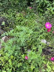 Cosmos caudatus