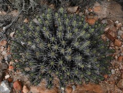 Euphorbia heptagona