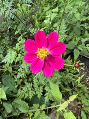 Cosmos caudatus