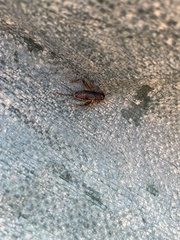 Gryllidae