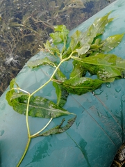 Potamogeton lucens