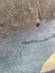Gryllidae