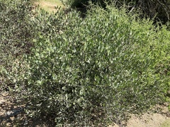 Simmondsia chinensis