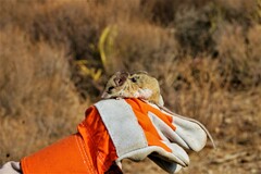 Peromyscus eremicus