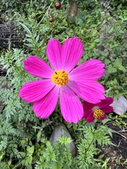 Cosmos caudatus