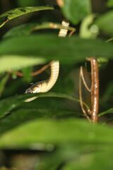 Toxicodryas blandingii