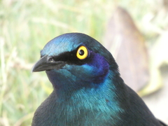 Lamprotornis chalybaeus