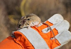 Peromyscus eremicus