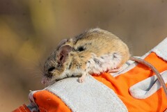 Peromyscus eremicus