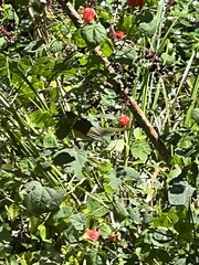Icteria virens