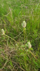 Gomphrena serrata