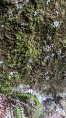 Bartramia pomiformis